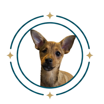 Roxy, a small tan dog